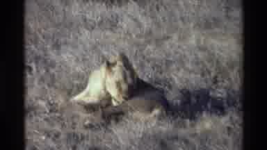 KILAGUNI KENYA-1983: A Fully Grown Golden Female Lion Licks Her Own Body In A