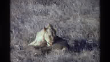 Kilaguni Kenya (1983): African Lions Cleaning Themselves And Bathing In The Hot