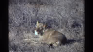 Kilaguni Kenya (1983): Female Lion Basking In The African Heat