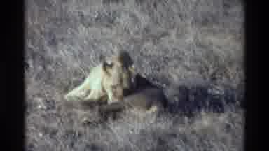 Kilaguni Kenya (1983): Lion Resting In The Dry Grass Followed By Another Lion