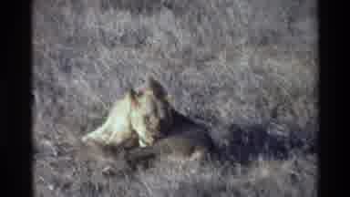 KILAGUNI KENYA-1983: Lioness Cleaning Herself In The Wild