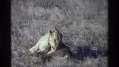 KILAGUNI KENYA-1983: Lioness Grooms In Grass With Standing Lion Nearby