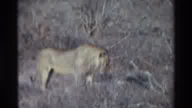 Kilaguni Kenya (1983): Lion On The Plain Sees An Antelope Just Stands Grainy