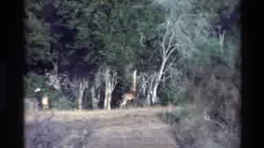 Kilaguni Kenya (1983): The Giraffe Is Eating Food In The Forest This Is One Of The