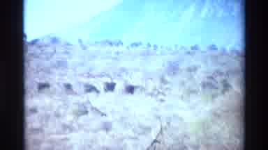 Kilaguni Kenya (1983): Ostriches Roaming Free In The Desert And A Giraffe Eating