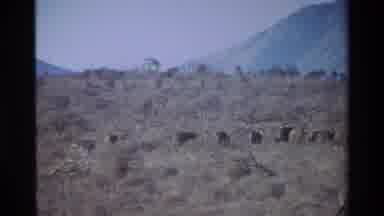 KILAGUNI KENYA-1983: Wildebeests and Zebras Walking Across Savanna With Mountains
