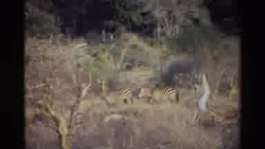 Kilaguni Kenya (1983): Zebras Hanging Out In The Grass Between Some Trees