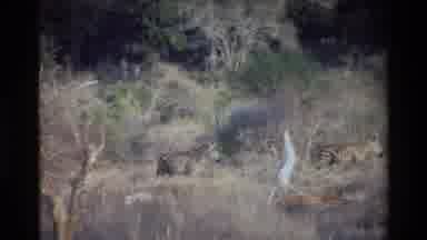KILAGUNI KENYA-1983: Zebras Walking Through Dry Savanna Brushland