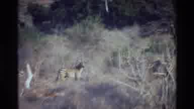 KILAGUNI KENYA-1983: Antelope Herd In Savanna Habitat