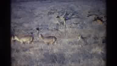KILAGUNI KENYA-1983: The Archival Footage Of Antelope Grazing In Their Natural Habitat