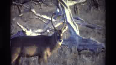 Kilaguni Kenya (1983): A Large Brown Deer With Long Antlers Watching A Monkey
