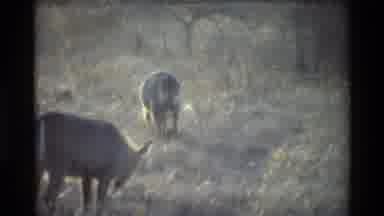 Kilaguni Kenya (1983): Hooved Deer-Like Animals Graze On Grassland On Sunny Day
