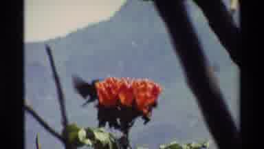 Kilaguni Kenya (1983): Small Hummingbird Flying Around And Eating From An Orange