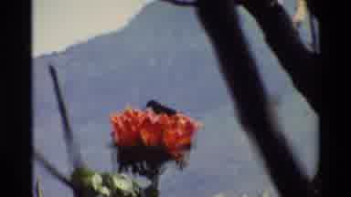 Kilaguni Kenya (1983): Bird Feeding From Lovely Red Flowers In A Mountainous
