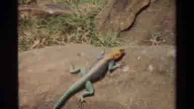 Kilaguni Kenya (1983): A Yellow Head Lizard Lays On A Rock While People Are