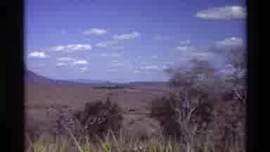 Kilaguni Kenya (1983): Wildlife Lurking In The Jungle
