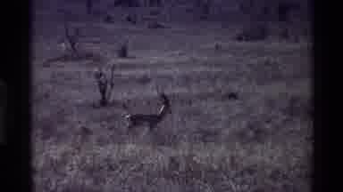 Kilaguni Kenya (1983): A Deer Passing By In An Open Field With No Trees