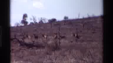 Kilaguni Kenya (1983): Deers In A Field Walking Around And Eating In The Wild