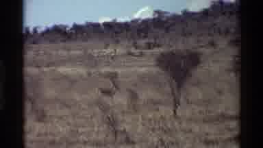Kilaguni Kenya (1983): Gazelles Wandering Around In The Savanna Get Spooked And
