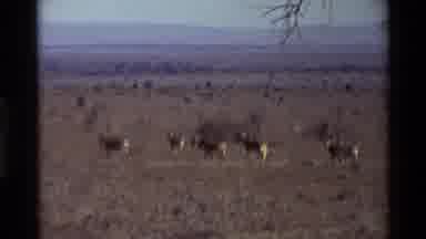 Kilaguni Kenya (1983): Kangaroos Interacting And Enjoying Their Living Habitat