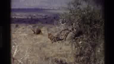 KILAGUNI KENYA-1983: Antelope Herd in Dry Savanna Landscape