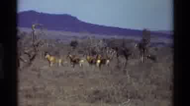Kilaguni Kenya (1983): Deer-Like Animals Stand In A Dense Grassy Plain A Man