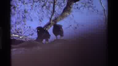 KILAGUNI KENYA-1983: Two Birds Perched On The Same Branch Of A Tree