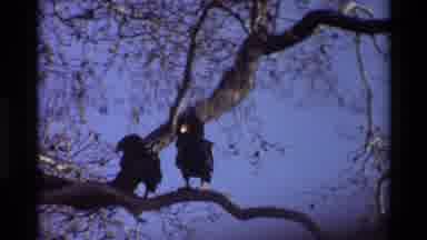 Kilaguni Kenya (1983): Two Black Birds Sitting In Tree Then Camera View Shows