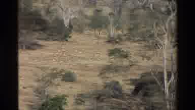 Kilaguni Kenya (1983): The Deer In The Forest And It Running Fast
