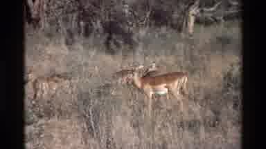 Kilaguni Kenya (1983): A Pack Of Animals Crossing The High Weeds In The Middle Of
