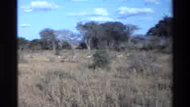KILAGUNI KENYA-1983: Impalas Roaming The Savanna