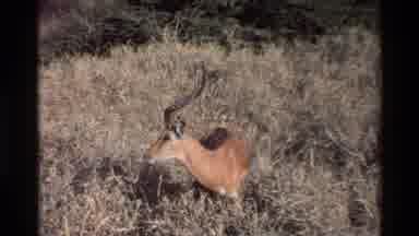 Kilaguni Kenya (1983): African Gazelle Stands And Walks Through Dense Vegetation
