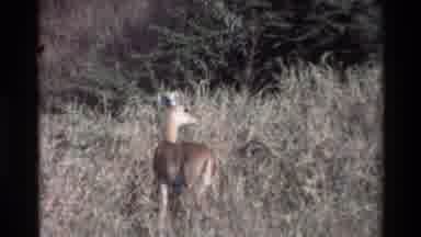 Kilaguni Kenya (1983): Baby Deer And Its Mother Joining It In Nature Park