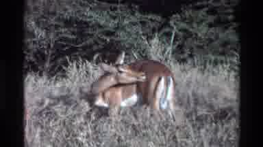 Kilaguni Kenya (1983): Deer In Meadow Grooming Doe Fall Season Houses On Stilts
