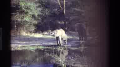 Kilaguni Kenya (1983): Family Of Elephants By The Water