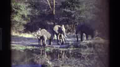 Kilaguni Kenya (1983): Elephants Drinking At The Local Watering Hole