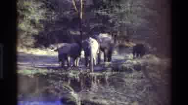 Kilaguni Kenya (1983): Family Of Elephants Wading Through A Puddle And Playing