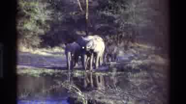 Kilaguni Kenya (1983): Elephants Drinking