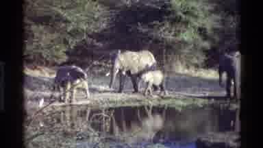 Kilaguni Kenya (1983): Many Elephants Roaming In The Wild Near Water As Branches
