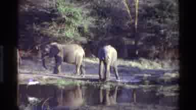 Kilaguni Kenya (1983): A Group Of Elephants Enjoying The Outdoors Drinking Some
