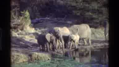 Kilaguni Kenya (1983): Elephant Family Drinking By A Pond