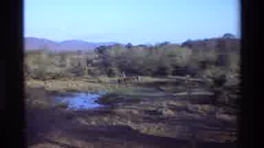 Kilaguni Kenya-1983: Zebras Grazing In Savanna Landscape