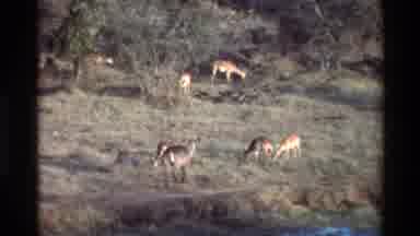 Kilaguni Kenya (1983): Deer Like Animals Grazing Large Birds On The Ground And