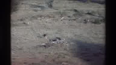 Kilaguni Kenya (1983): Birds In Their Natural Environment Peaceful And Feeding