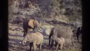 Kilaguni Kenya (1983): A Pack Of Elephants Are Hanging Around A Stream