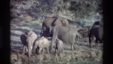 Kilaguni Kenya (1983): Elephant Herd With Babies Two Large Elephants Fighting With