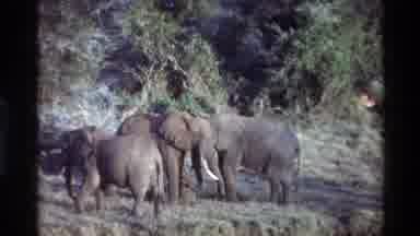 KILAGUNI KENYA-1983: Pack Of Elephants By The Water Drinking With The Little