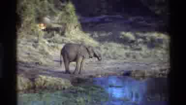 Kilaguni Kenya (1983): Elephants Drinking Water From A Pond With Other Animals In