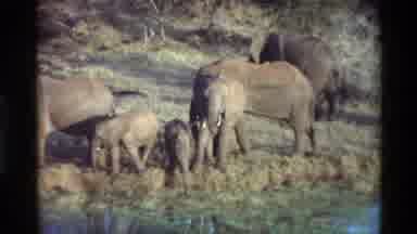 Kilaguni Kenya (1983): Elephants Of Plain Eating Grass On The Lookout For