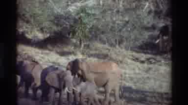 Kilaguni Kenya (1983): Animal Prances Through Natural Habitat With Elephants And